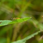Gewöhnliche Langbauchschwebfliege auf grünem Blatt