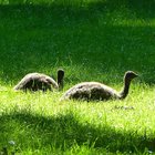 Emuküken im Gras
