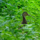 Ente zwischen grünen Blättern