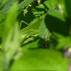 Grünes Heupferd (Tettigonia viridissima)