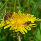 Biene und Fliege auf Löwenzahn