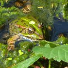 Frosch zwischen Blättern im Wasser