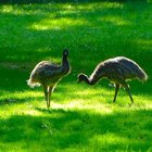 Junge Emus