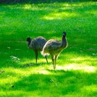 Junge Emus