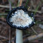 Weißer Pilz mit schwarzem Rand