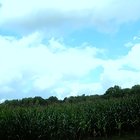 Wolken über Maisfeld