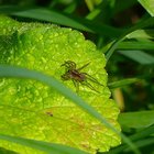 Spinne auf grünem Blatt