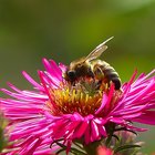Biene auf roter Aster