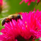 Biene auf roter Aster