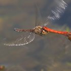 Fliegende Blutrote Heidelibellen bei der Paarung