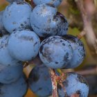 Früchte des Schlehdorns (Prunus spinosa)