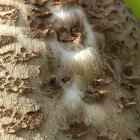 Gemeine Riesenschirmling (Macrolepiota procera)