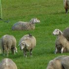 Schafe und Stare