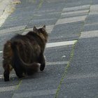 Weggehende Katze auf Gehweg