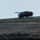 Fliege auf Balken