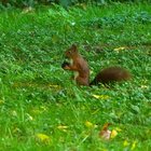 Eichhörnchen im Gras
