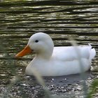Weiße Ente schwimmt auf dem Wasser