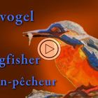 Eisvogel / Kingfisher / Martin-pêcheur
