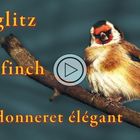 Stieglitz / Goldfinch / Chardonneret élégant