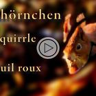 Eichhörnchen / Red squirrle / Écureuil roux