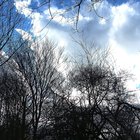 Wolken hinter Zweigen
