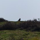 Rabenvogel auf Hügel