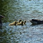 Graugansfamilie schwimmt auf dem Wasser