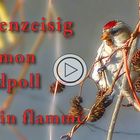 Birkenzeisig / Common redpoll / Sizerin flammé