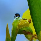Rüsselkäfer auf Sumpf-Schwertlilie