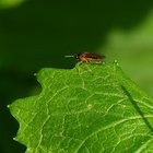 Fliege an grünem Blatt