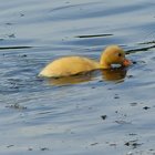 Gelbes Entenküken schwimmt auf dem Wasser