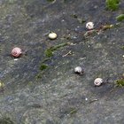 Schnirkelschnecken auf Stein