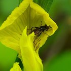 Fliege auf Sumpf-Schwertlilie