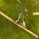 Pechlibelle auf Zweig im Wasser