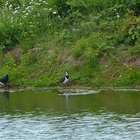Kiebitz und Rabenvogel am Ufer