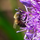 Biene auf Sternkugel-Lauch (Allium)