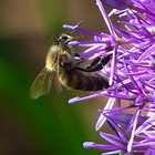 Biene auf Sternkugel-Lauch (Allium)