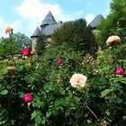 Blühende Rosen vor Burg
