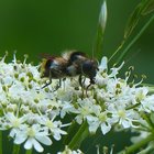 Biene auf weißen Blüten
