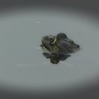 Frosch im Wasser