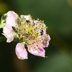 Kleine schwarze Käfer auf Brombeerblüte