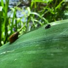 Kleine schwarze Käfer bei der Paarung und Bernsteinschnecke auf Schilfblatt