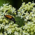 Käfer auf weißen Blüten