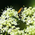 Käfer auf weißen Blüten
