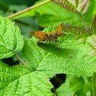 Kleiner Schmetterling auf grünem Blatt