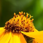 Blütenkorb einer gelben Dahlie