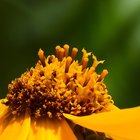 Blütenkorb einer gelben Dahlie