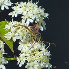 Braunrötlicher Spitzdeckenbock auf weißen Blüten