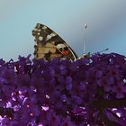 Distelfalter auf Schmetterlingsflieder