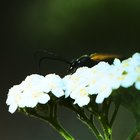 Kleiner Schmalbock auf weißen Blüten